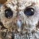 Illustration for article titled This Blind Screech Owl Has Eyes That Are Impossible To Believe